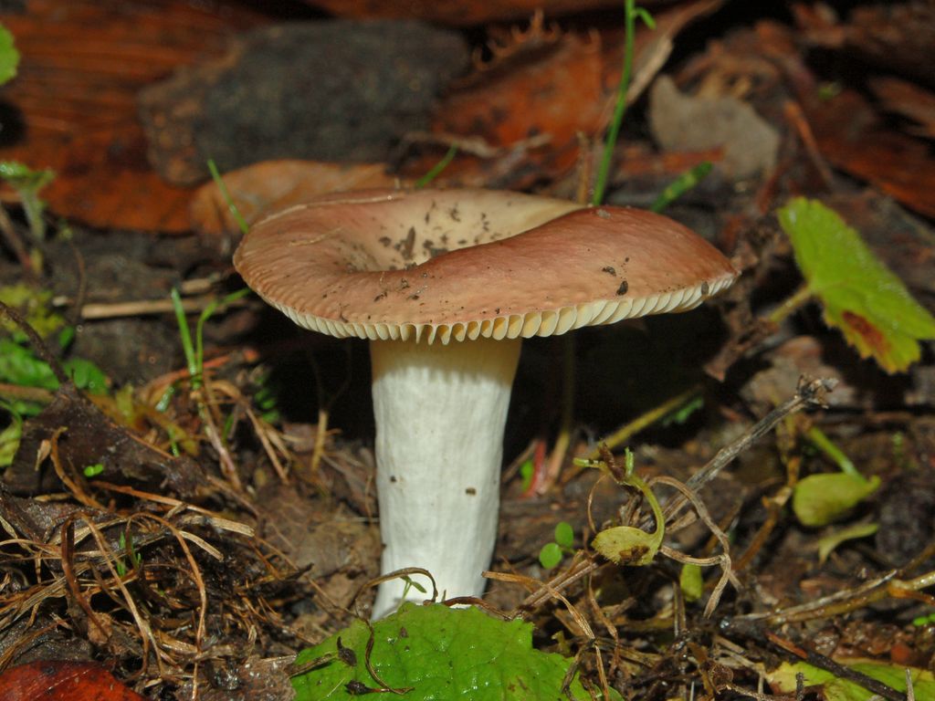Un fungo dal colore rosato (Russula sp.)